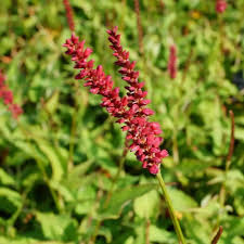 PERSICARIA AMPLEXICAULE  (ROUGE)