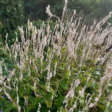 [8708] PERSICARIA AMPLEXICAULE ALBA  (BLANC) (Caduc, 100/150)