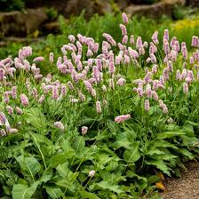 PERSICARIA BISTORTA SUPERBUM  (ROSE)