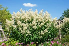 PERSICARIA POLYMORPHA