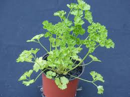 [8717] PETROSELINUM CRISPUM (PERSIL FRISÉ) (Persistant, 0/20)