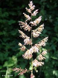[8731] PHALARIS ARUNDINACEA (Caduc, 150/200)