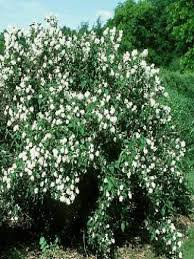 [8740] PHILADELPHUS BOUQUET BLANC (Caduc, 200/250)