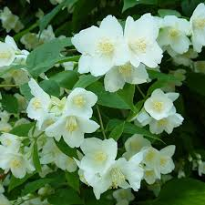 [8743] PHILADELPHUS CORONARIUS (Caduc, 3 à 5 m)