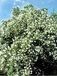 PHILADELPHUS DAME BLANCHE