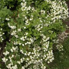 PHILADELPHUS MANTEAU D'HERMINE