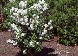 PHILADELPHUS MIN. SNOWFLAKE