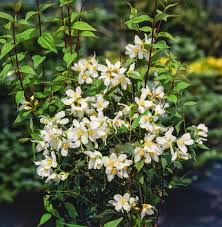 [8759] PHILADELPHUS MONT BLANC (Caduc, 200/250)