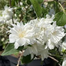[8761] PHILADELPHUS SNOWFLAKE (Caduc, 150/200)