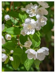 [8763] PHILADELPHUS VIRGINALIS (Caduc, 3 à 5 m)