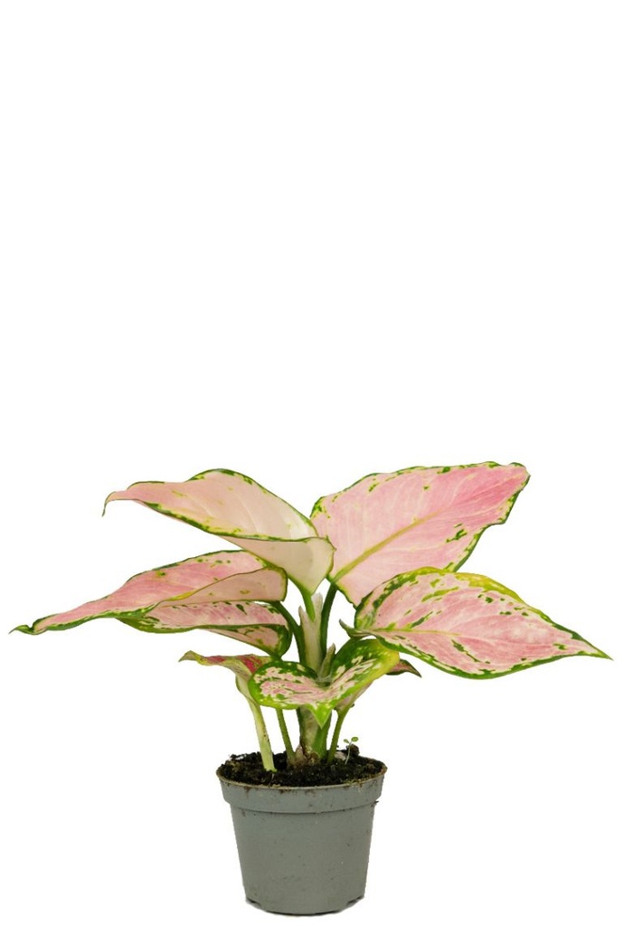 AGLAONEMA RED ZIRCON