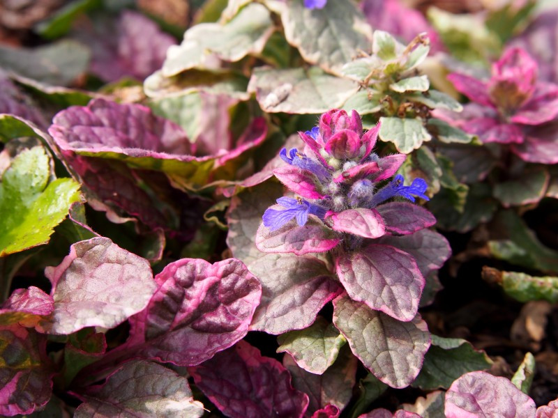 [0881] AJUGA REPTANS BURGUNDY GLOW (Persistant, 0/20)