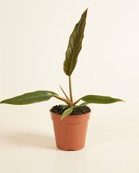 PHILODENDRON CARAMEL PLUTO