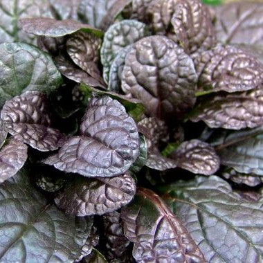 AJUGA REPTANS