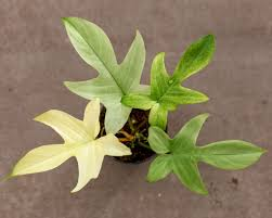 [8815] PHILODENDRON FLORIDA GHOST (Persistant, 150/200)