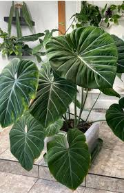 [8817] PHILODENDRON GLORIOSUM (Persistant, 50/100)