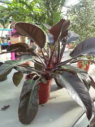 [8819] PHILODENDRON IMPERIAL RED (Persistant, 100/150)