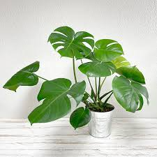 PHILODENDRON MONSTERA