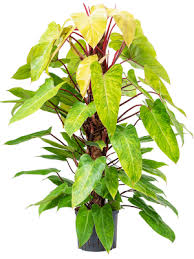 PHILODENDRON PAINTED LADY