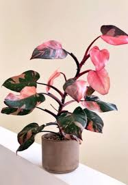 PHILODENDRON PINK PRINCESS