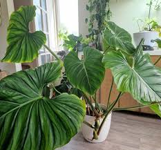 PHILODENDRON PLOWMANII
