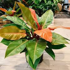 [8834] PHILODENDRON PRINCE OF ORANGE (Persistant, 100/150)