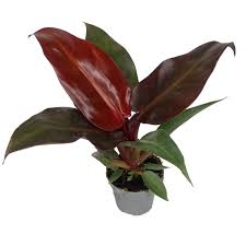 [8836] PHILODENDRON RED SUN (Persistant, 100/150)