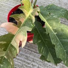 PHILODENDRON RING OF FIRE