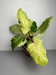 PHILODENDRON SNOWDRIFT