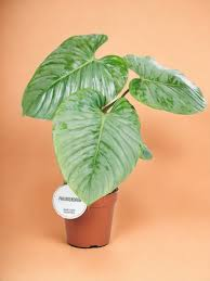 PHILODENDRON SODIROI