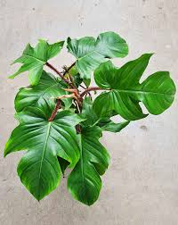 PHILODENDRON SQUAMIFERUM