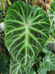 [8846] PHILODENDRON VERRUCOSUM (Persistant, 100/150)