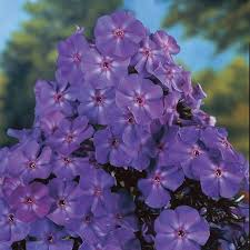 [8855] PHLOX PANICULATA