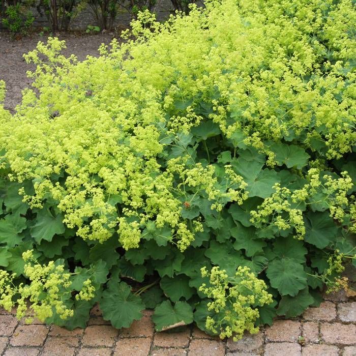 [0961] ALCHEMILLA MOLLIS (Caduc, 20/50)