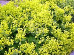 [0964] ALCHEMILLA MOLLIS JAUNE (Caduc, 20/50)
