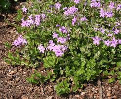 PHLOX STOLONIFERA
