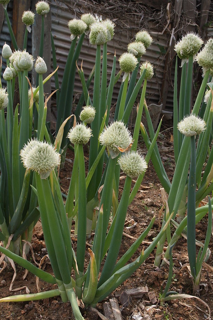[0973] ALLIUM FISTULOSUM CIBOULE (Caduc, 50/100)