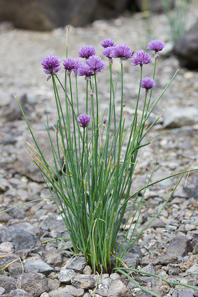ALLIUM SCHOENOPRASUM (CIBOULETTE)
