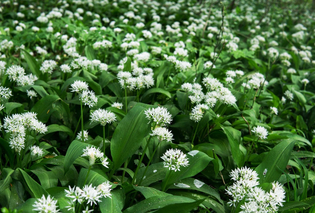 ALLIUM URSINUM