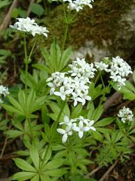 [5562] GALLIUM ODORATUM (Caduc, 0/20)