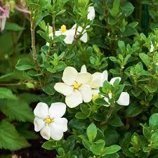 [5576] GARDENIA JASMINOIDES KLEIM'S HARDY (Persistant, 50/100)