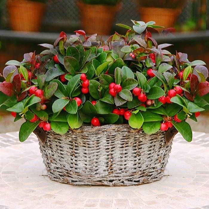 GAULTHERIA PROCUMBENS