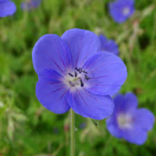 GERANIUM HYBRIDE GDT