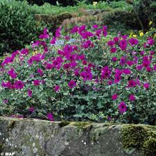 [5653] GERANIUM CINEREUM (Caduc, 20/50)