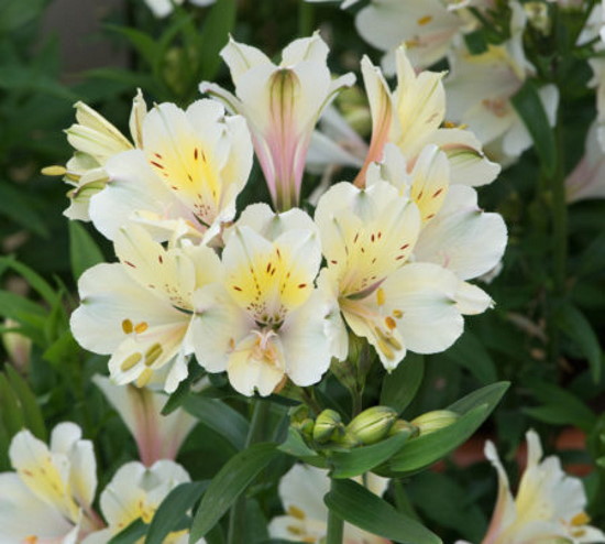 [1056] ALTHEA OFFICINALIS (Caduc, 100/150)