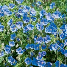 GERANIUM HYBRIDE