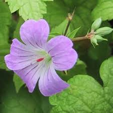[5667] GERANIUM NODOSUM (Caduc, 20/50)
