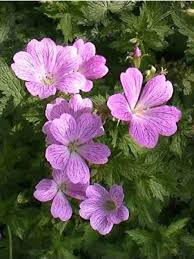 GERANIUM OXONIANUM