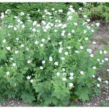 [5673] GERANIUM PRATENSE (Caduc, 20/50)