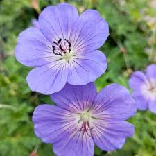 GERANIUM OXONIANUM GDT
